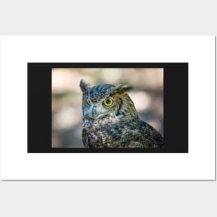 Owl Portrait, Grants Pass, Oregon, 2016 Posters and Art